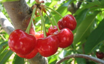 Ciliegio nano 1129 0 Ciliegio nano.JPG